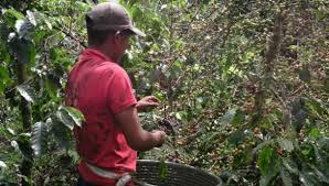 Café - Grupo Inustrial Mocho SC de RL